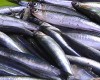 Anchoas del Cantábrico