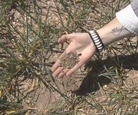 Los seguros abonaron 10,5 millones a los agricultores de la CAV en 2023, en parte por la sequía