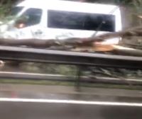 AP-8an zirkulazioa bere onera itzuli da Irunen, zuhaitz bat autobidera erori eta arazoak eragin ostean