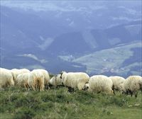 La CAV y Navarra restringen el transporte de ganado para evitar la propagación de la lengua azul