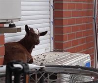 Rescatan a una cabra atrapada en la ventana de un quinto piso en Madrid